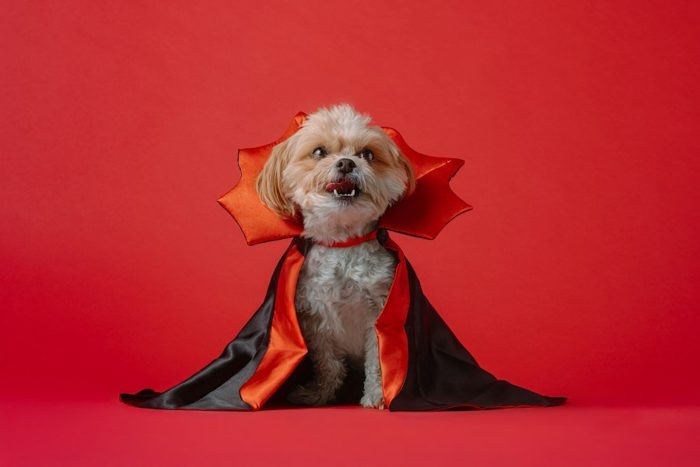 Shih tzu — Vampire cape · S