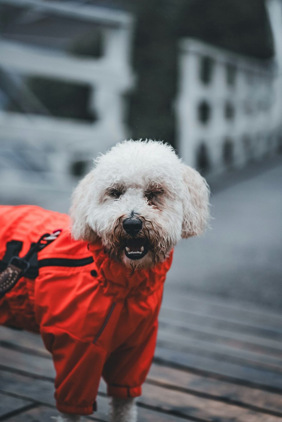 The same kind of dog wearing a red full-cover rain suit