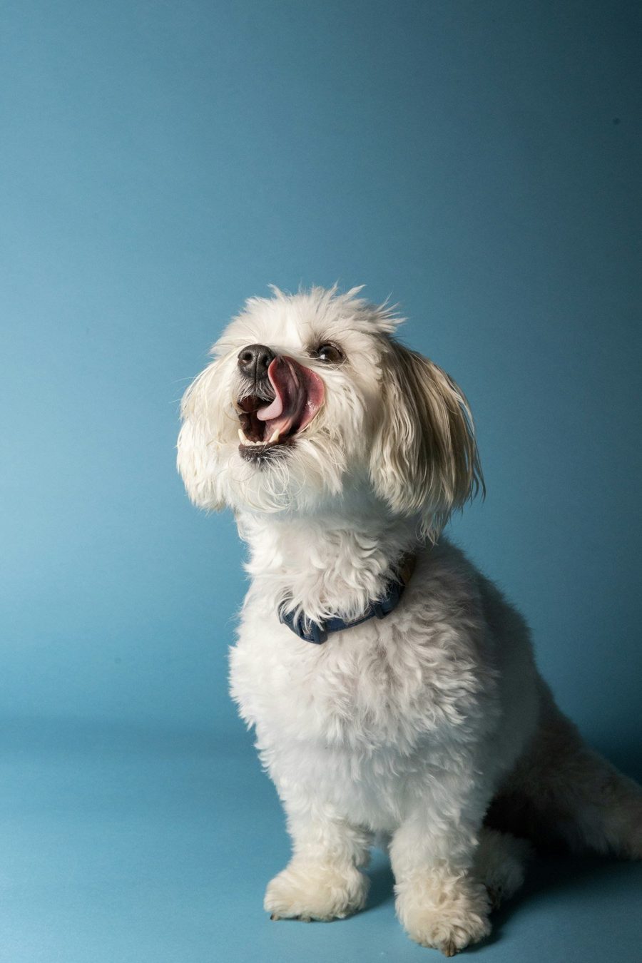White curly-coated small dog sitting in front of a blue studio background
